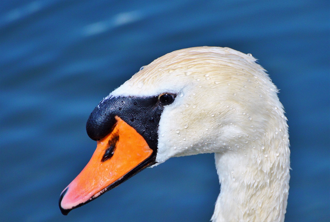 swan swan head water bird free photo