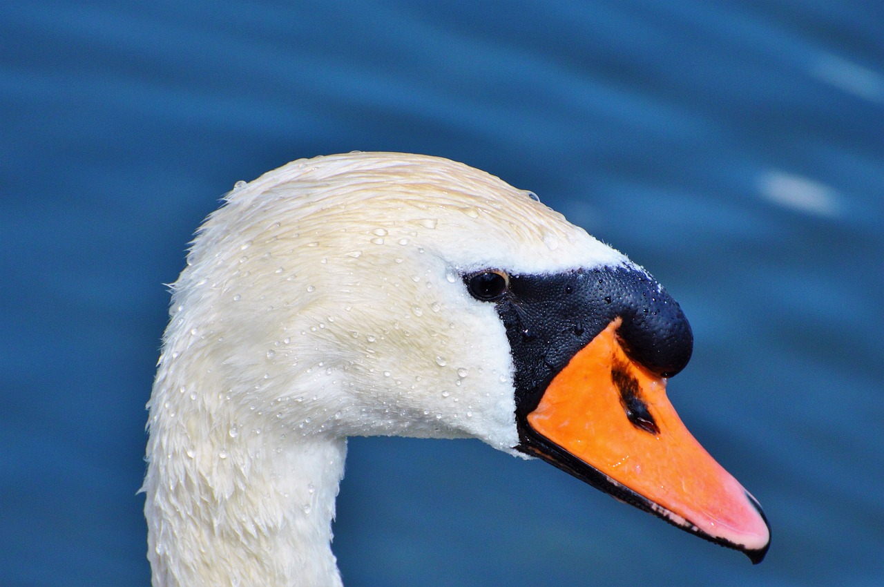 swan swan head water bird free photo