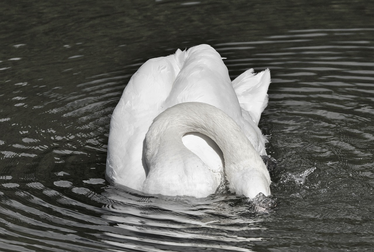 swan bird water bird free photo