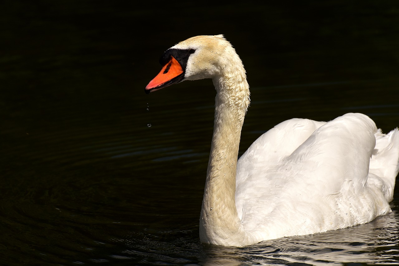 swan water bird relaxed free photo