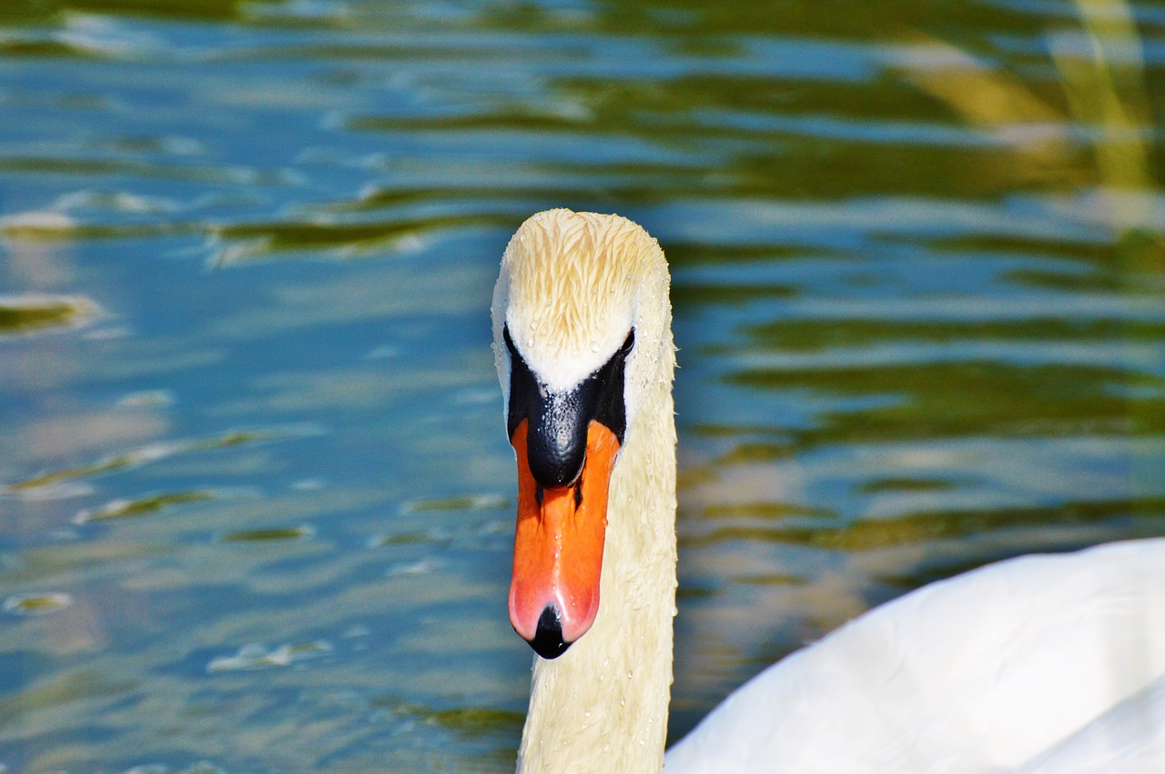 swan bird water bird free photo