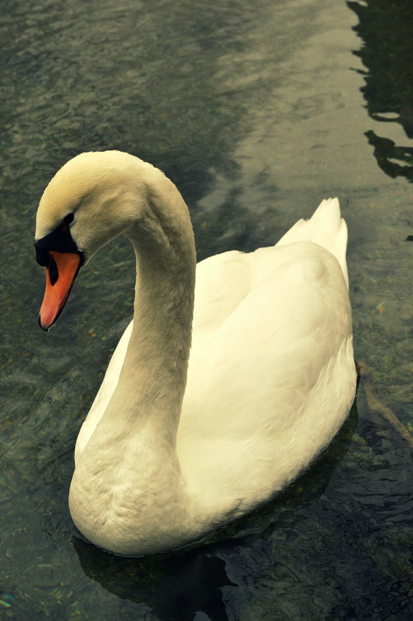 swan bird fly free photo