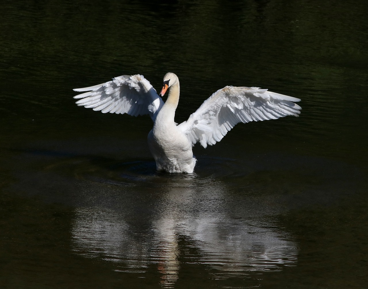 swan bird fowl free photo