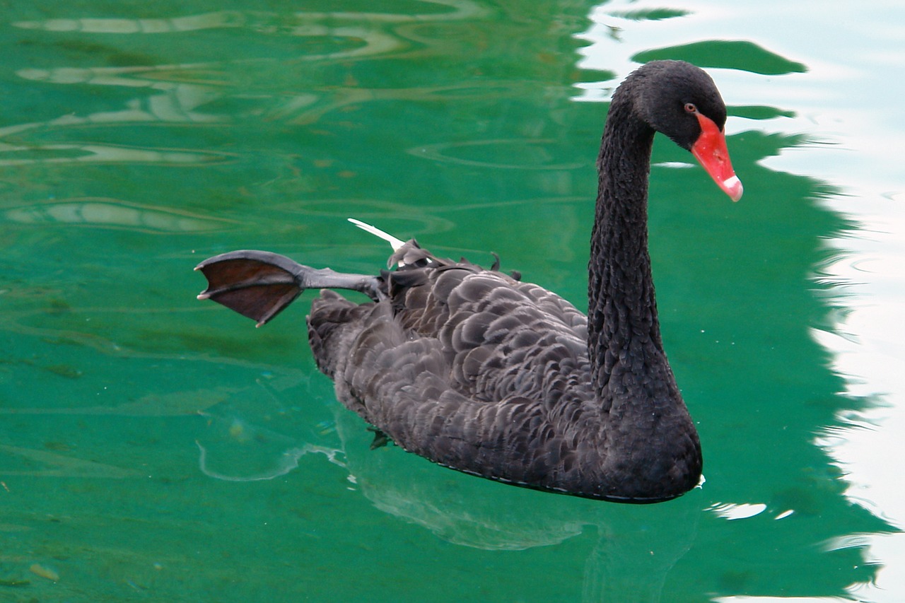 swan black bird free photo