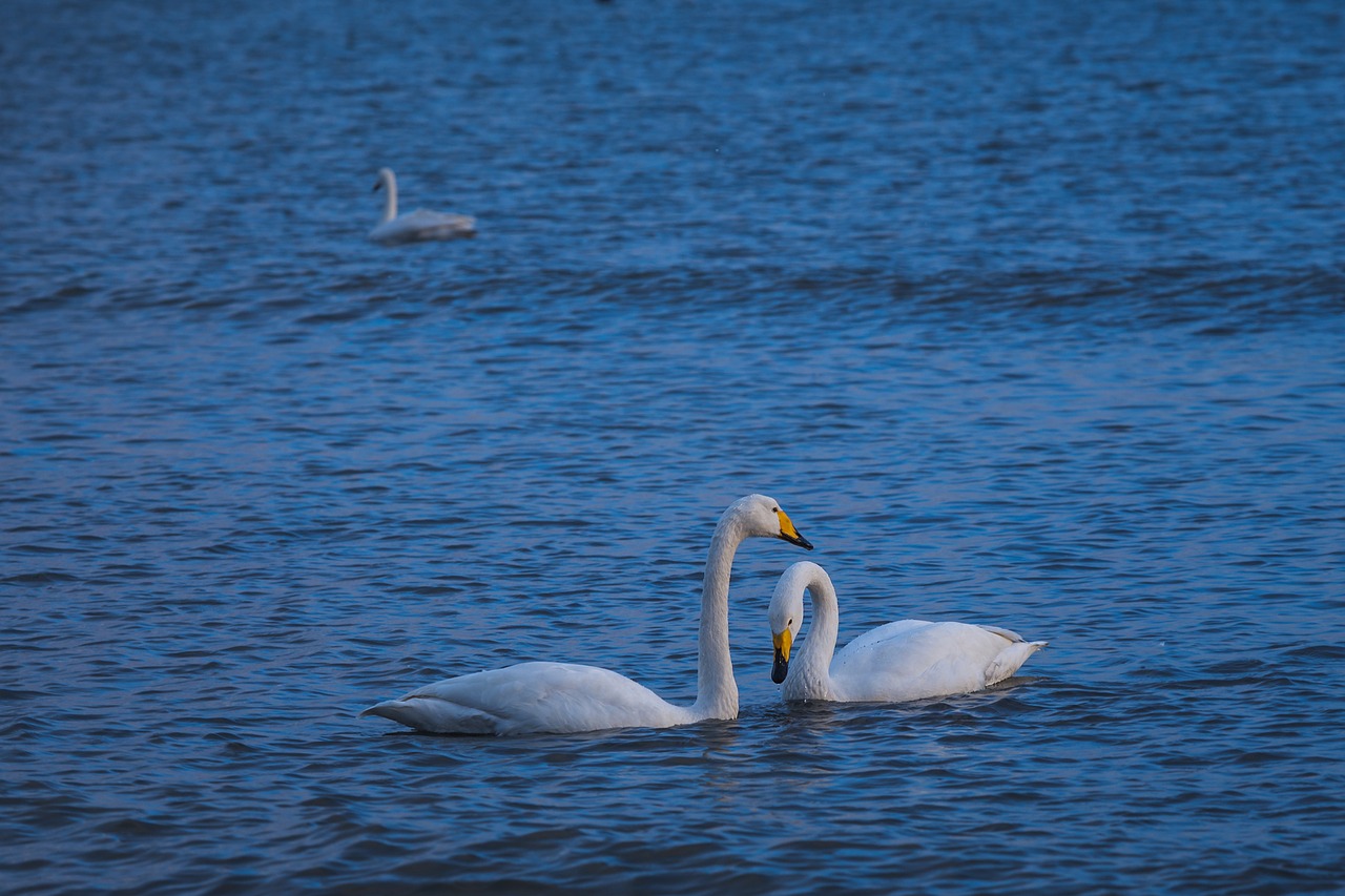 swan lake in love free photo