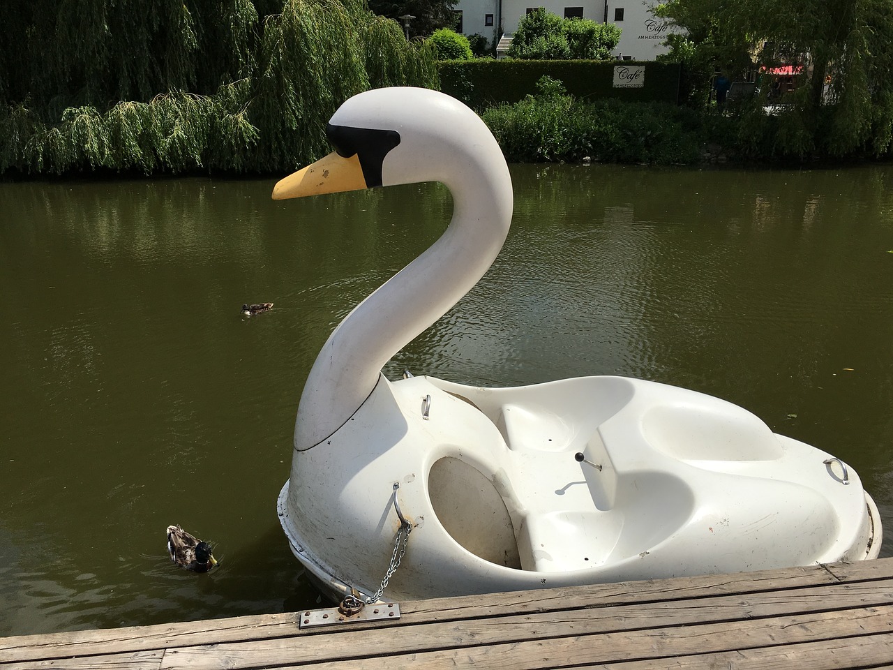 swan boot rowing boat free photo