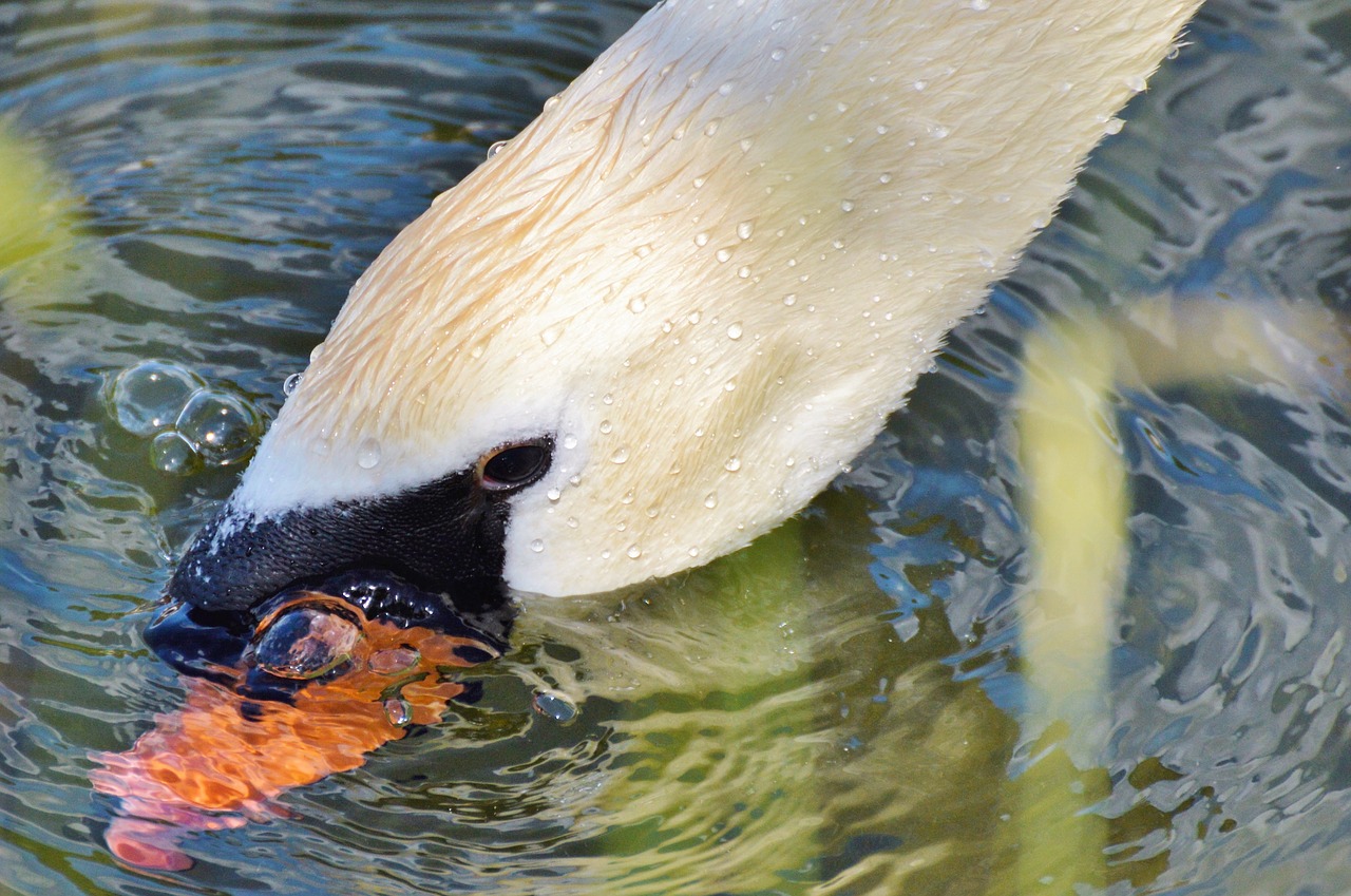 swan swan head water bird free photo