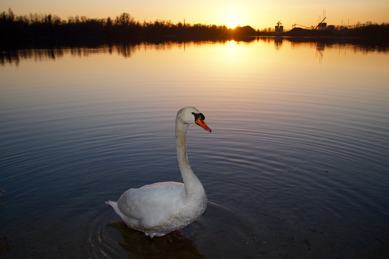 swan sunset water free photo