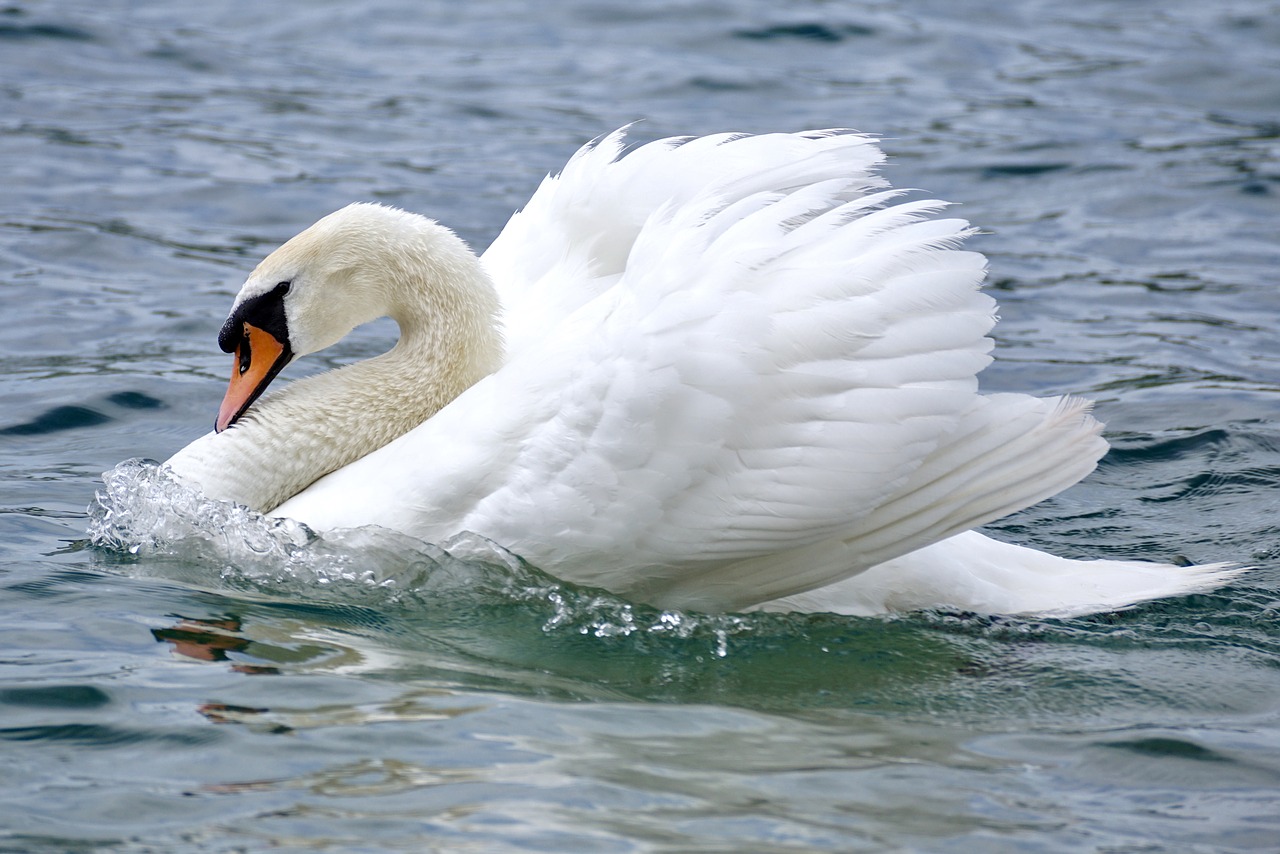 swan swim bird free photo