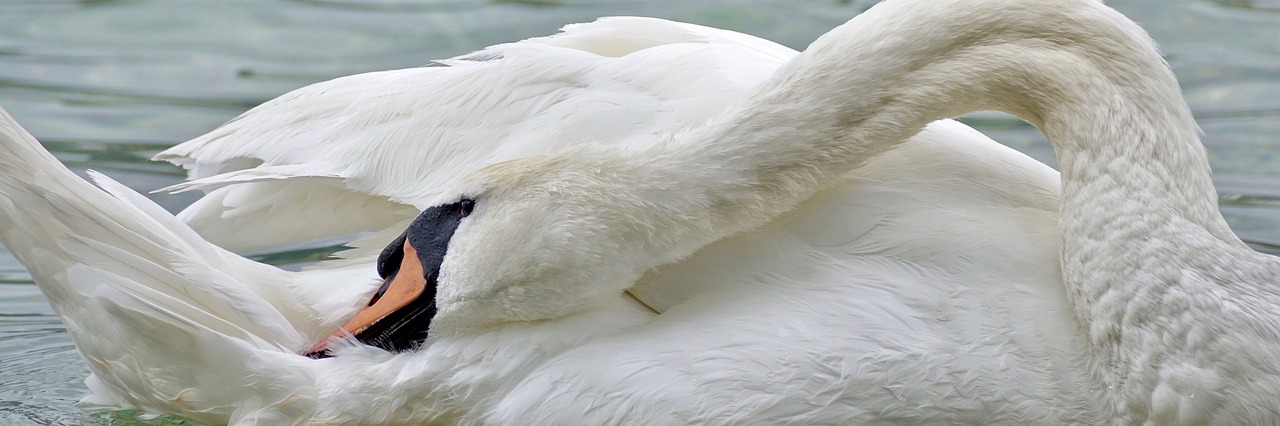 swan swim water free photo