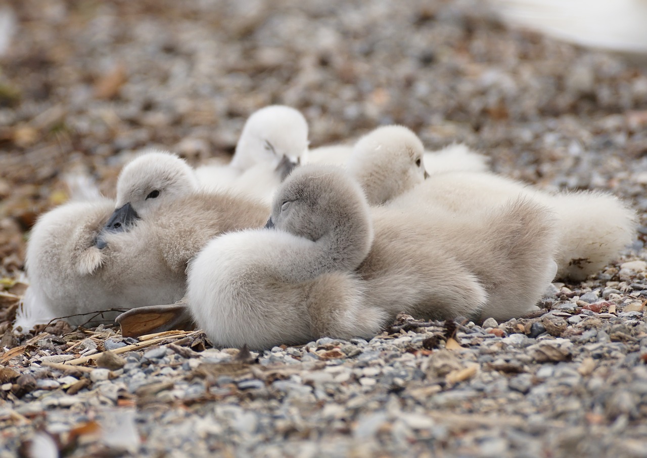 swan chicks young animals free photo