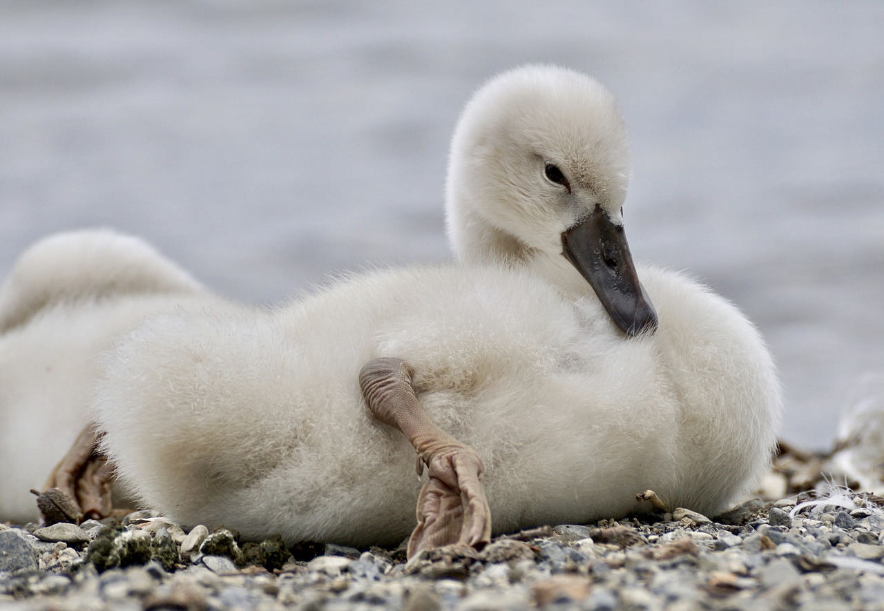 swan chicks bird free photo