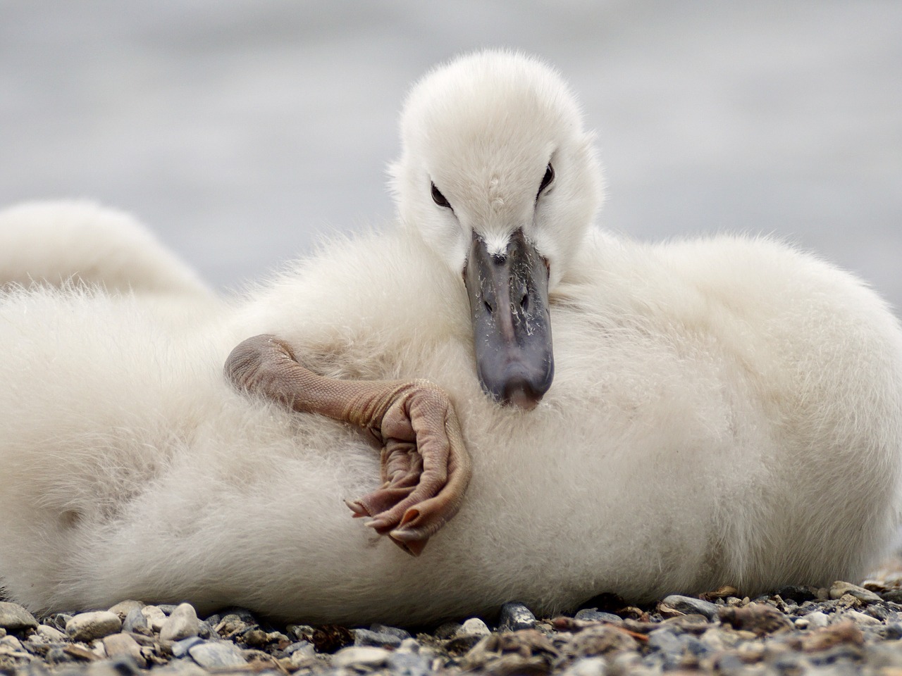 swan chicks white free photo