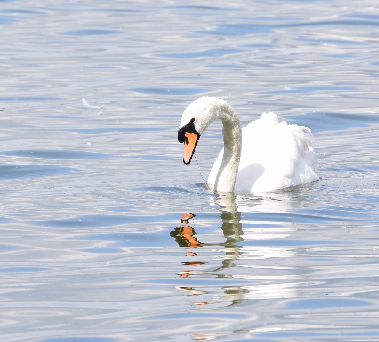 swan water bird nature free photo