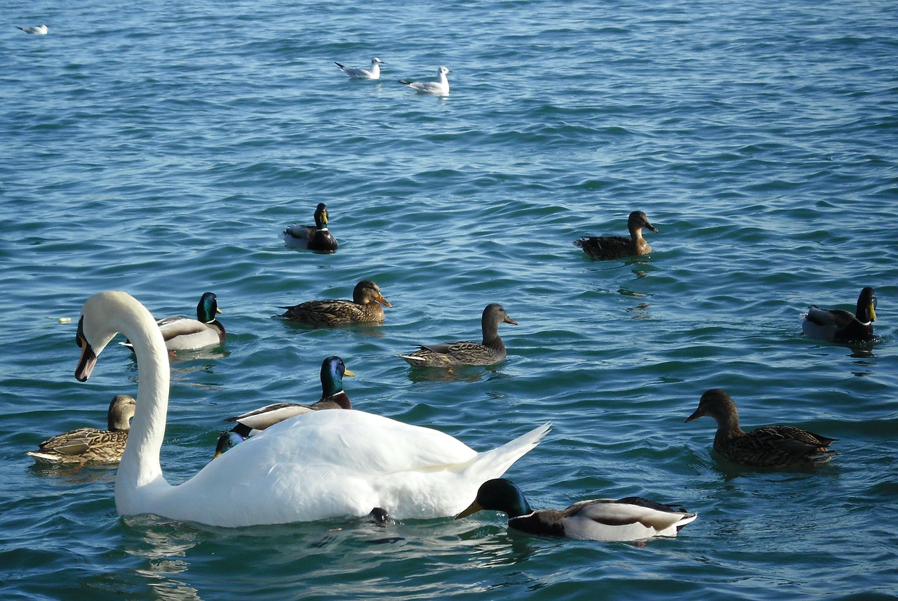 swan duck birds free photo