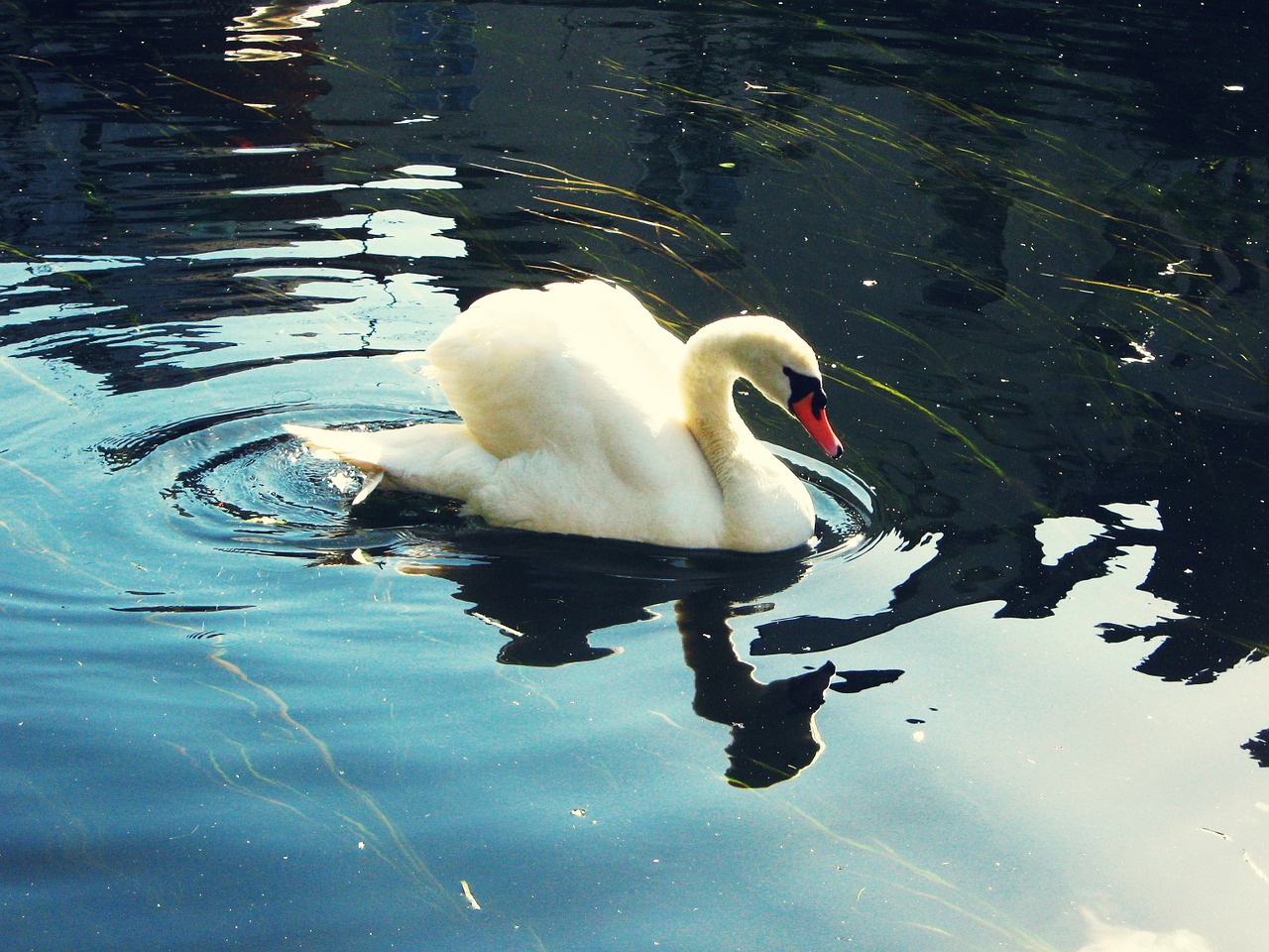 swan lake reflection free photo