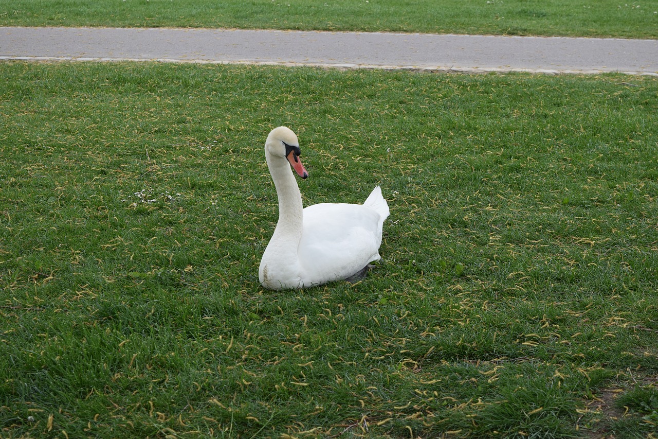 swan animal nature free photo