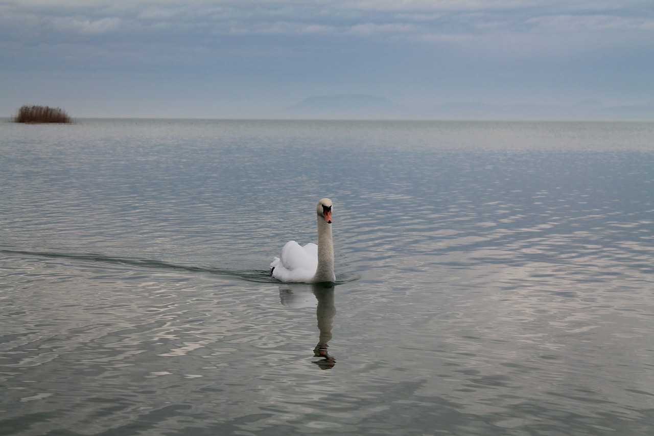 swan nature lake balaton free photo