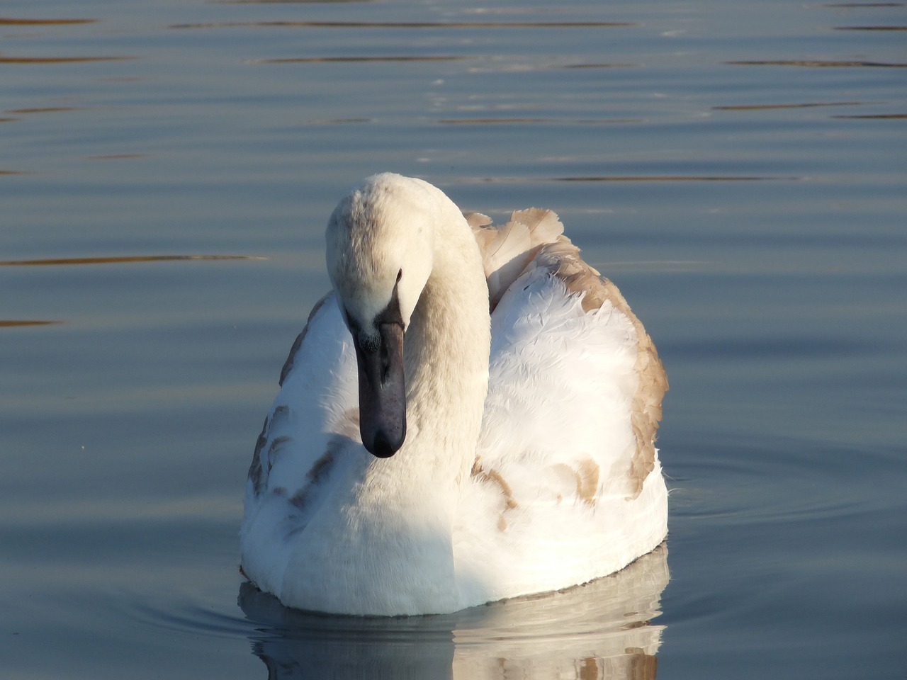 swan duck animal free photo