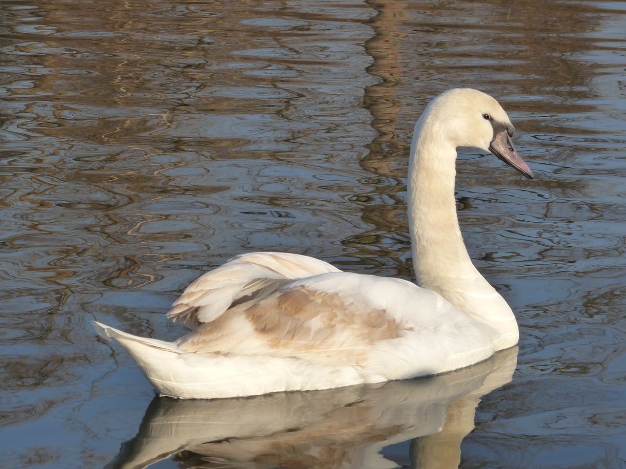 swan duck animal free photo