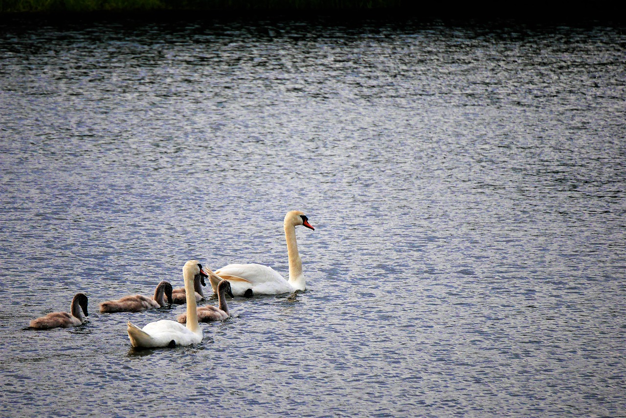 swan family lake free photo