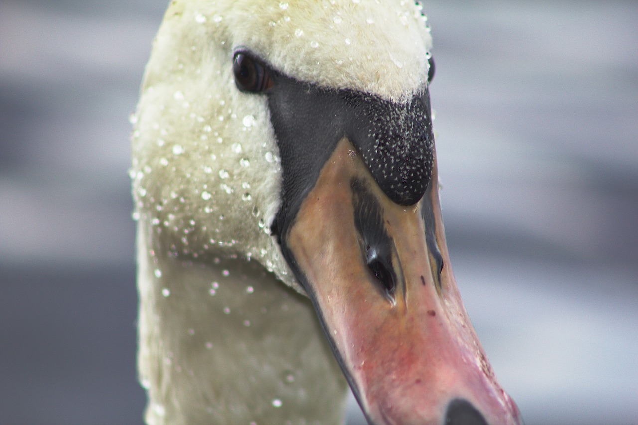 swan bird close up free photo