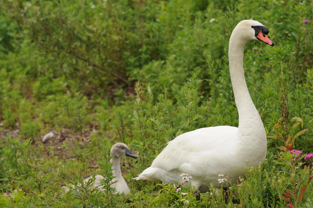 swan parent child bird free photo