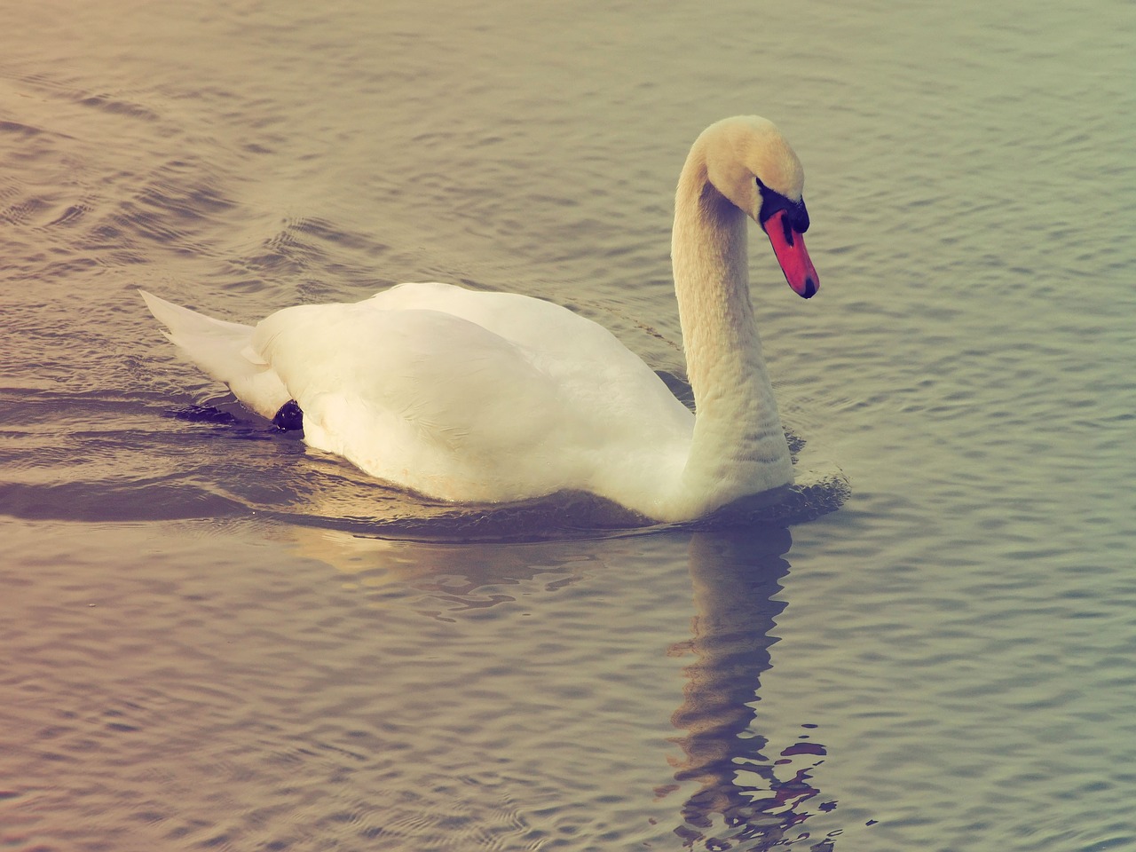 swan barnacle white swan free photo