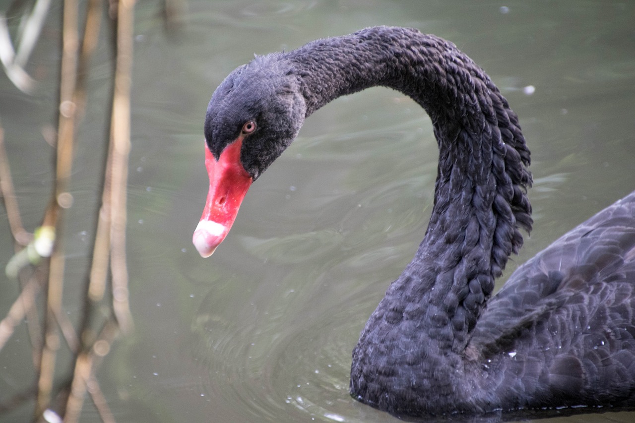 swan animal plumage free photo