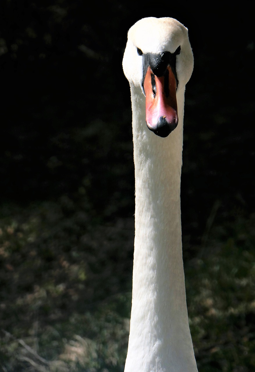 swan gooseneck water bird free photo