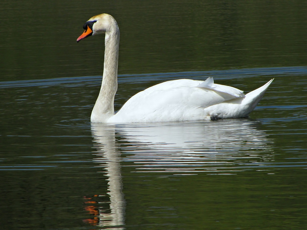 swan water pond free photo