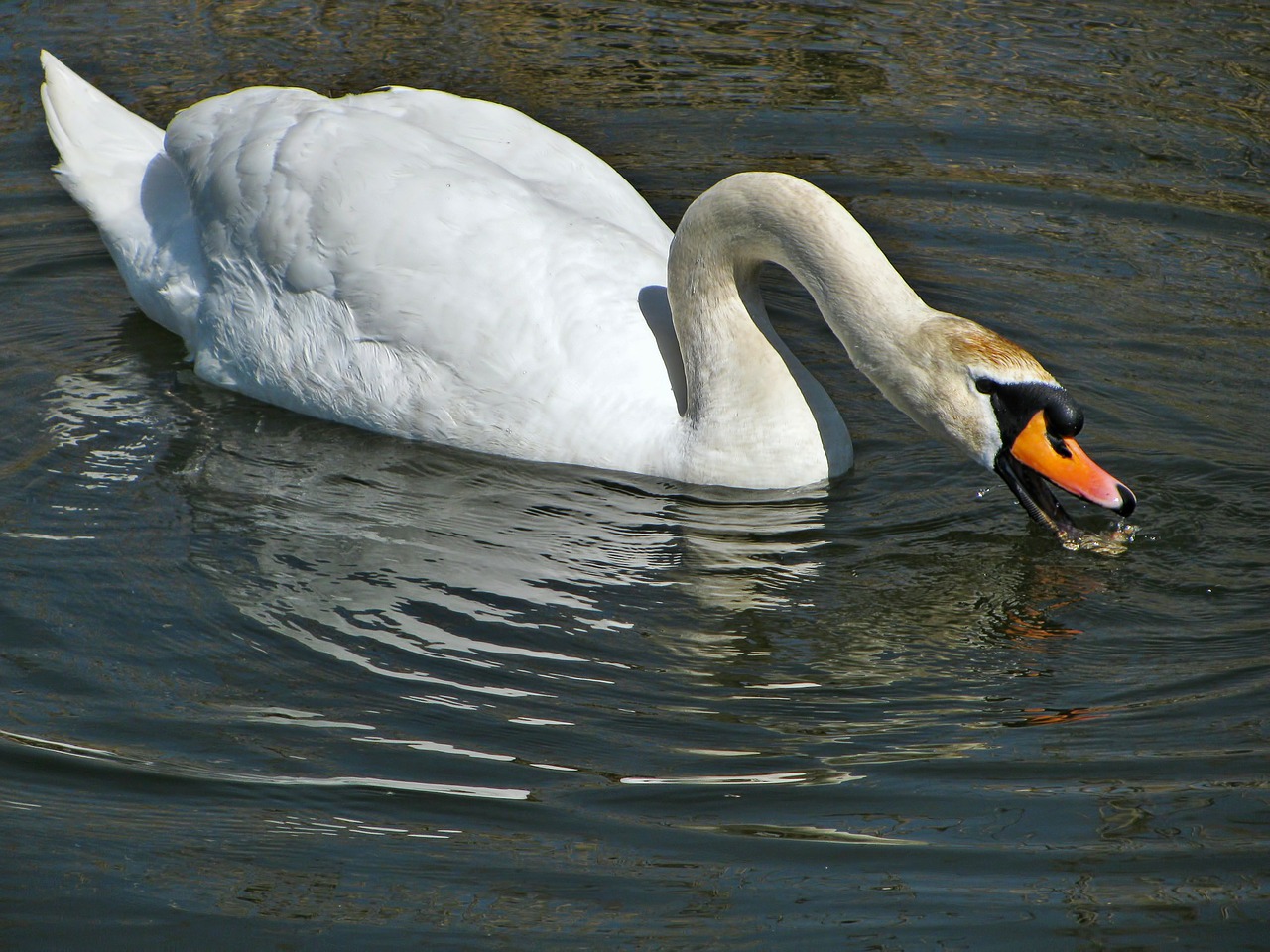 swan water pond free photo