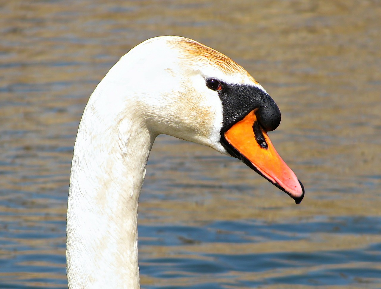 swan water pond free photo