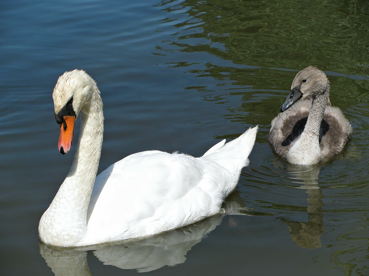 swan swan chick water free photo