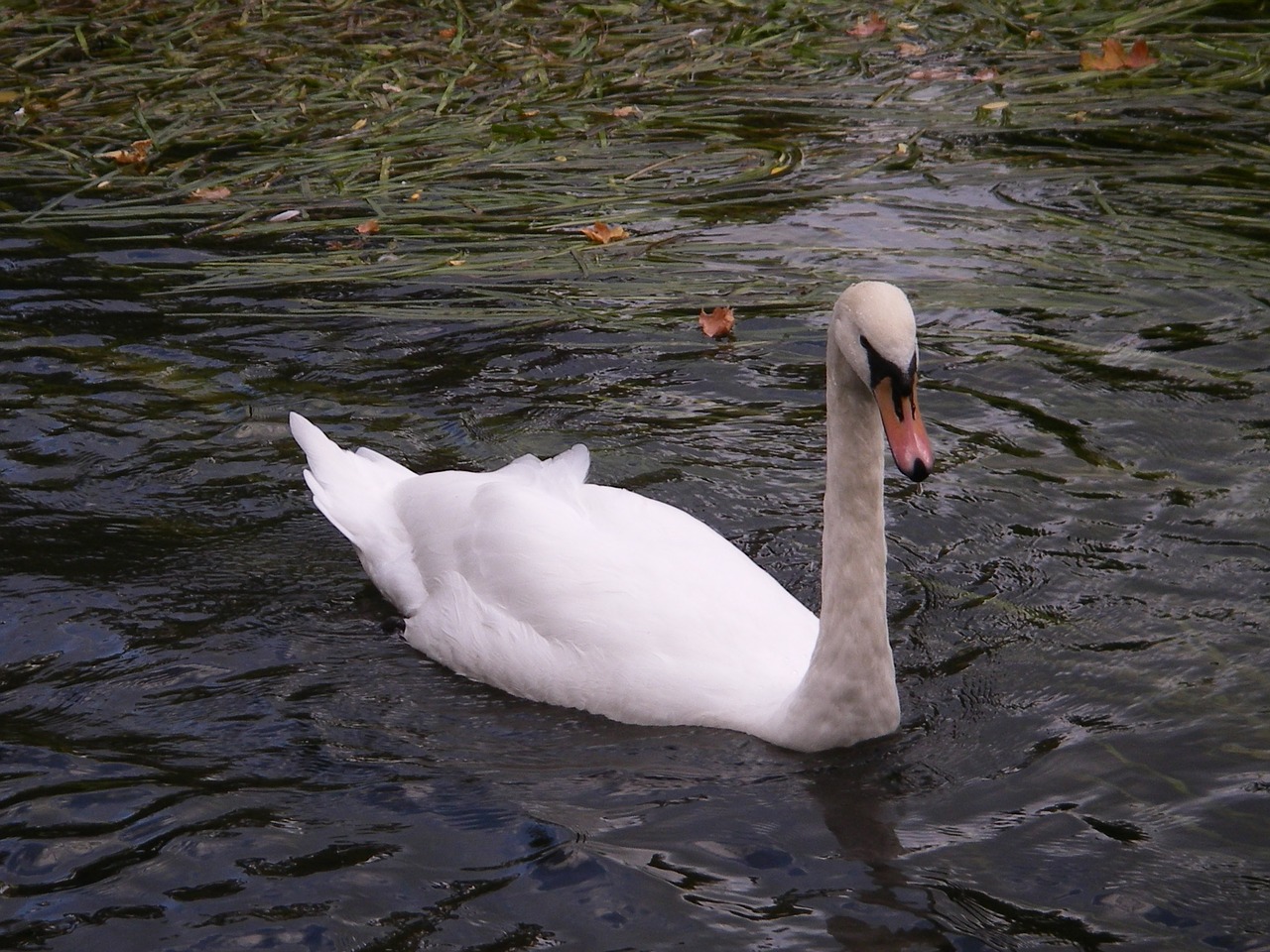 swan bird river free photo