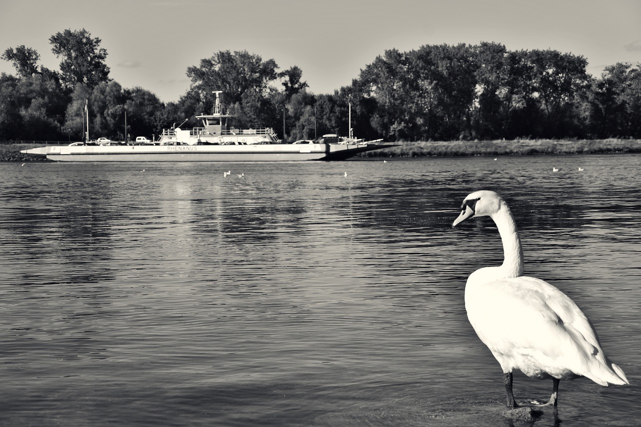 swan ferry rhine free photo