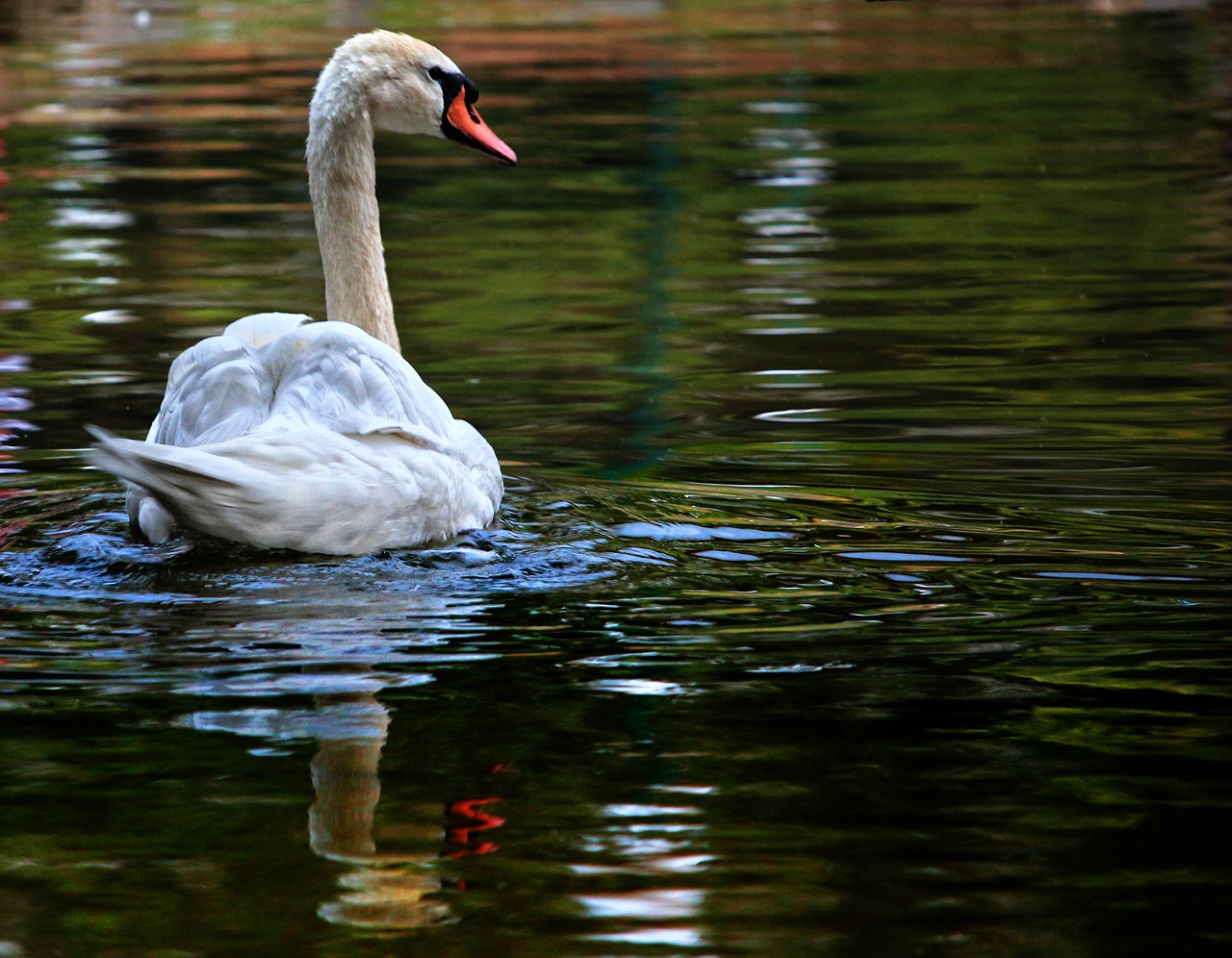 swan animal lake free photo