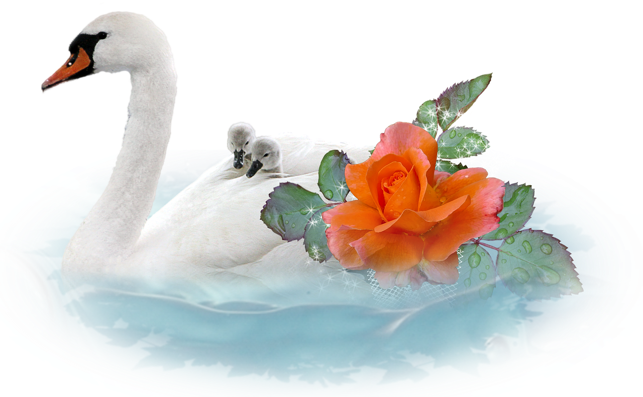 swan chicks romantic free photo