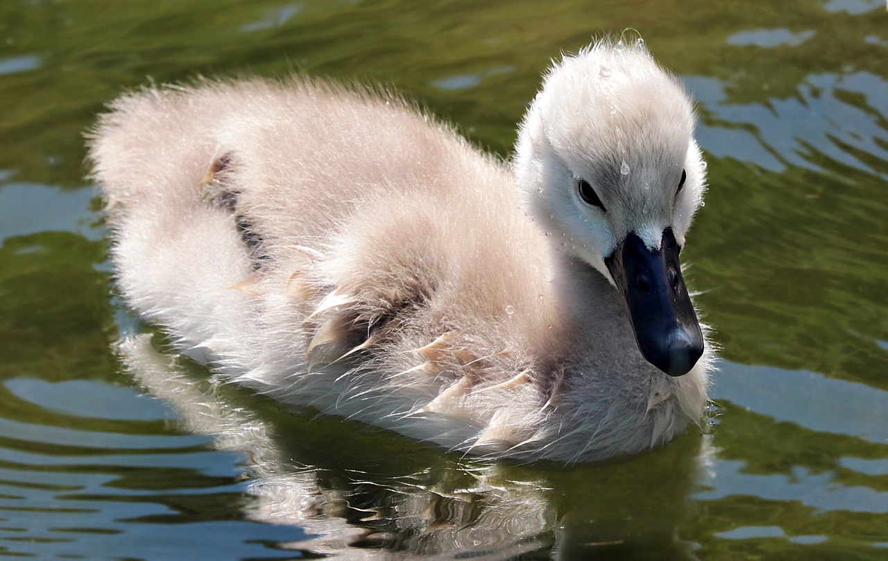 swan swan baby baby swan free photo