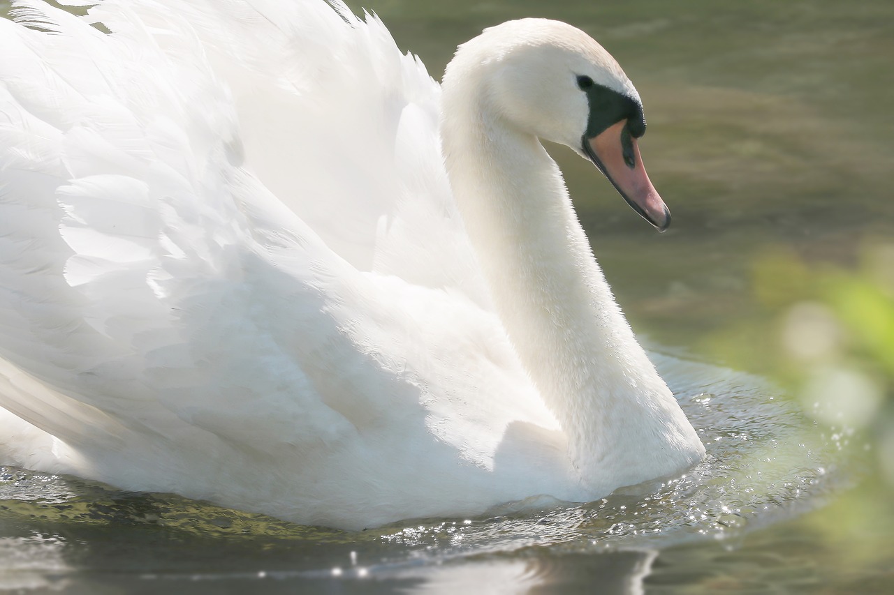 swan lake water bird free photo