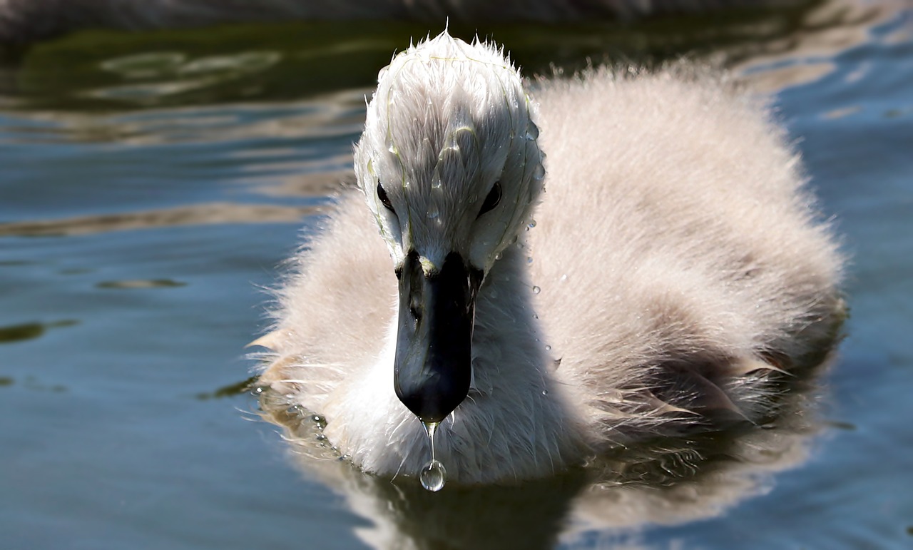 swan swan baby baby swan free photo