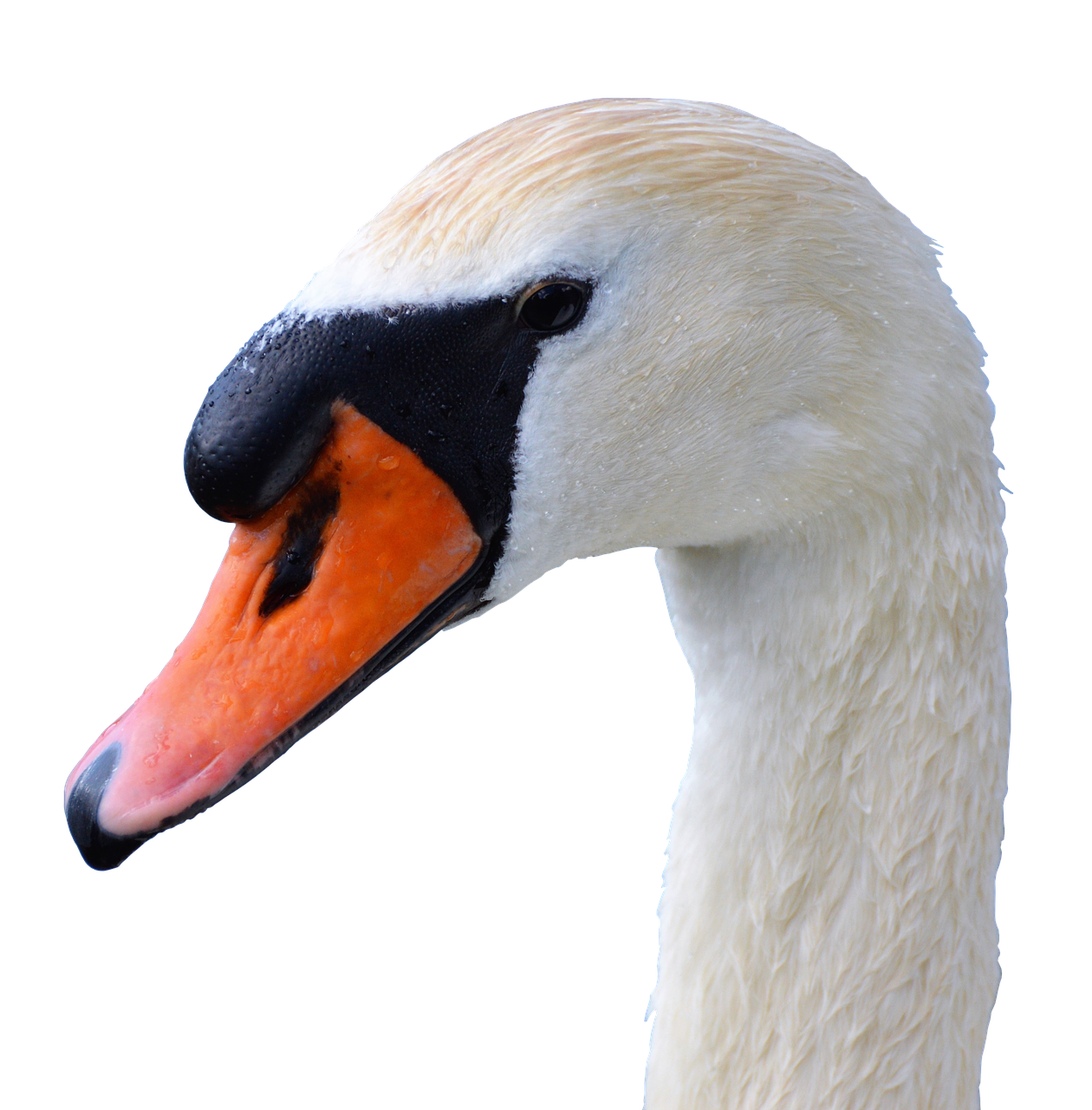 swan swan head water bird free photo