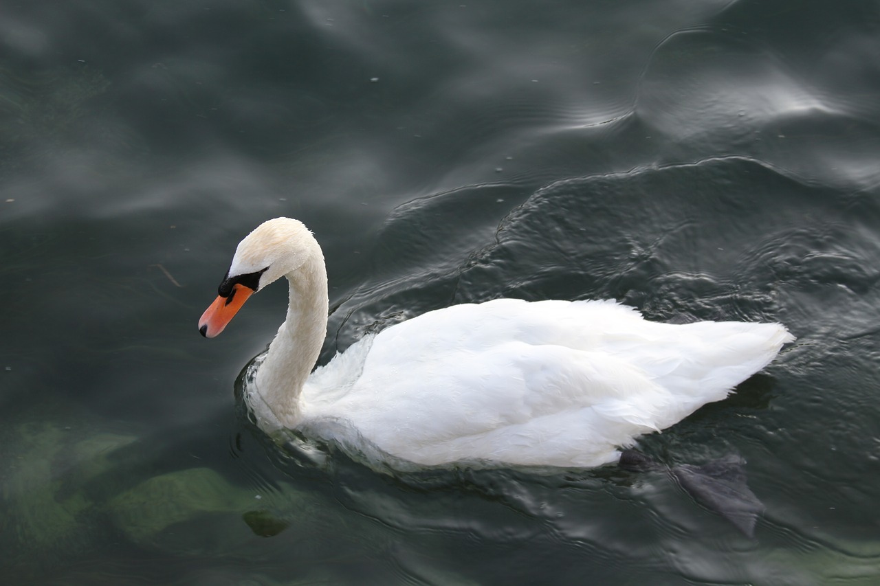 swan bird bird on lake free photo