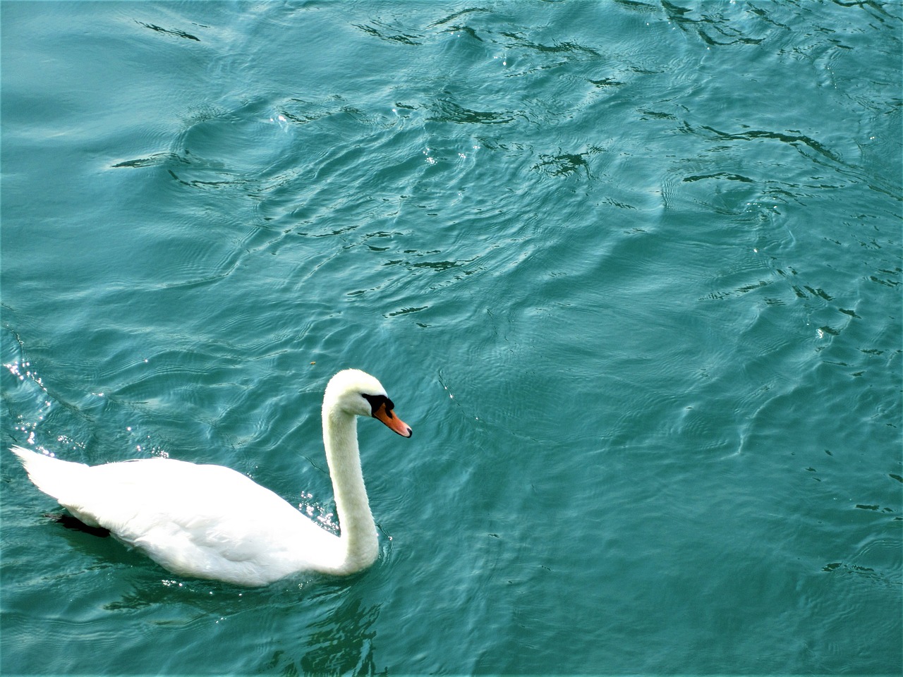 swan switzerland water free photo