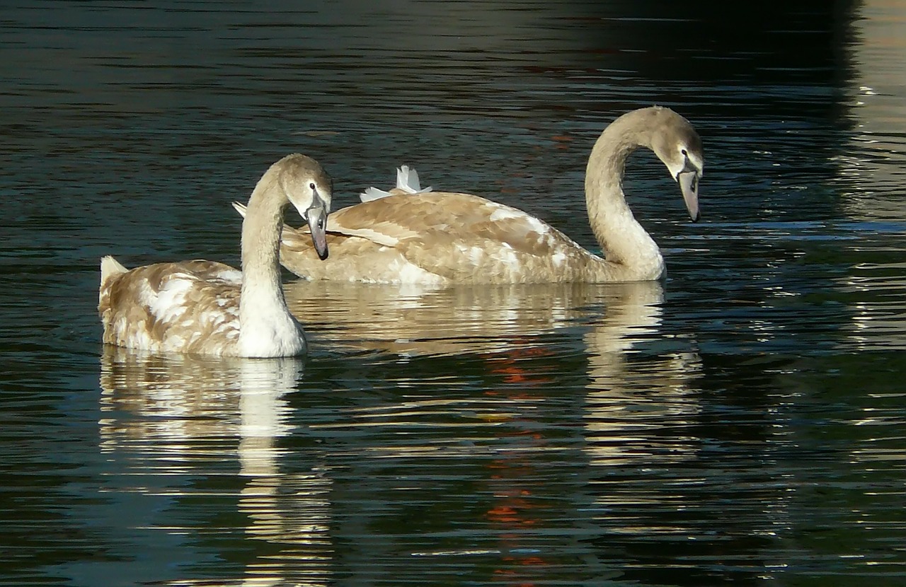 swan swans animal free photo