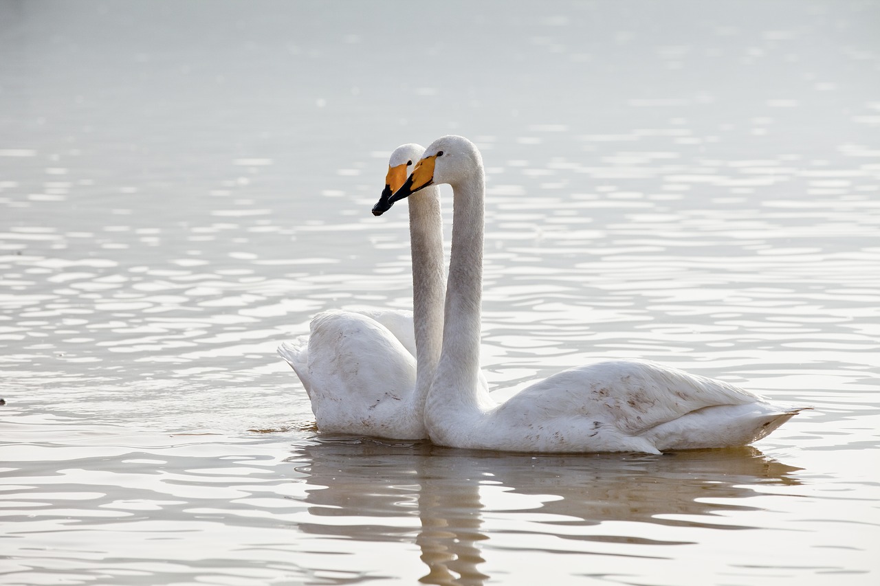 swan animal natural free photo