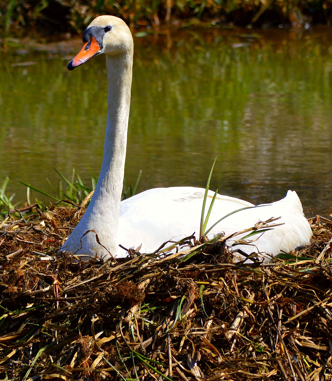 swan nest fluff free photo