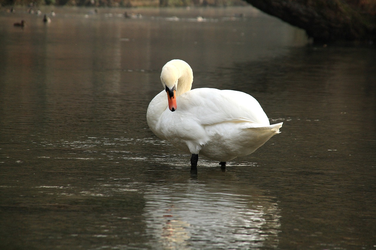 swan blue animal free photo