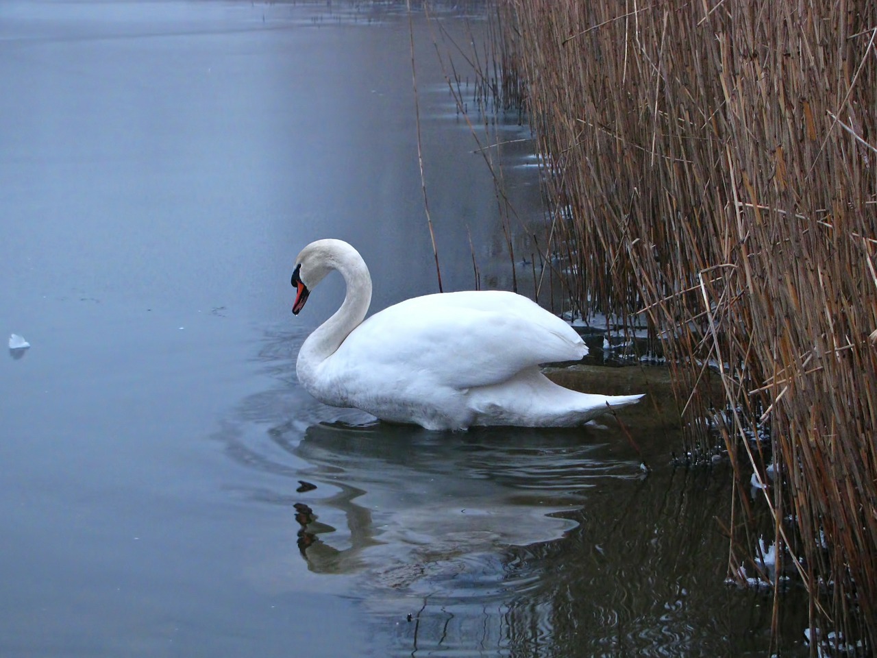 swan pond reed free photo