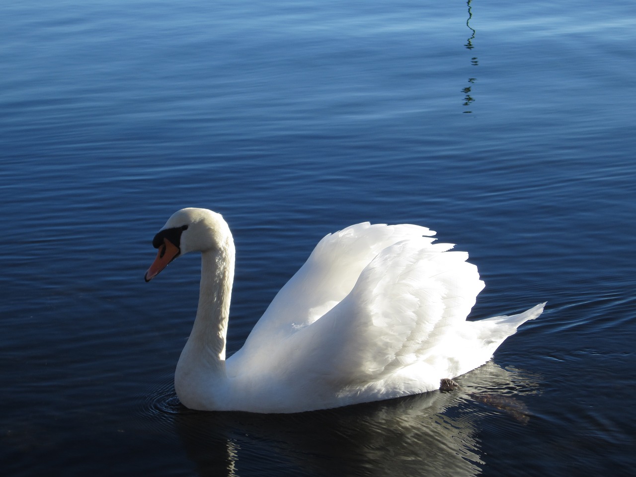 swan rest beauty free photo